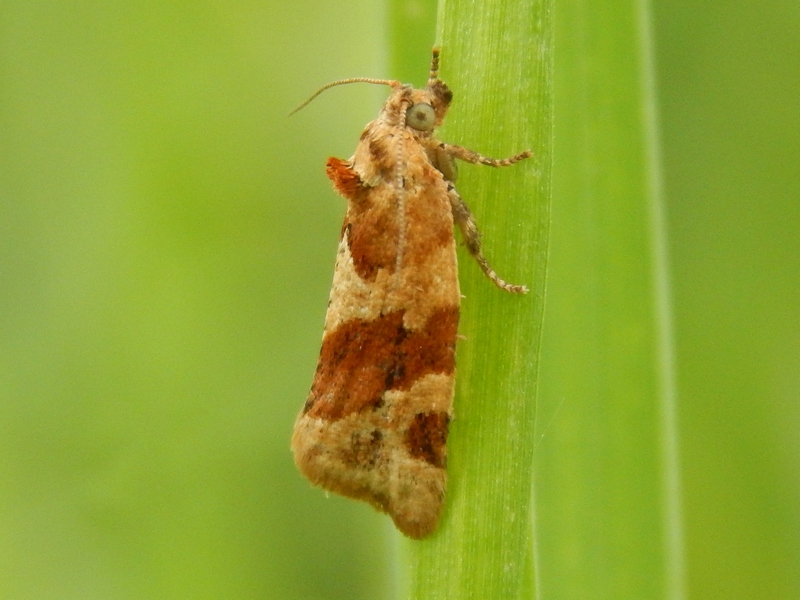 Argyrotaenia ljungiana  o qualche specie del genere Archips?